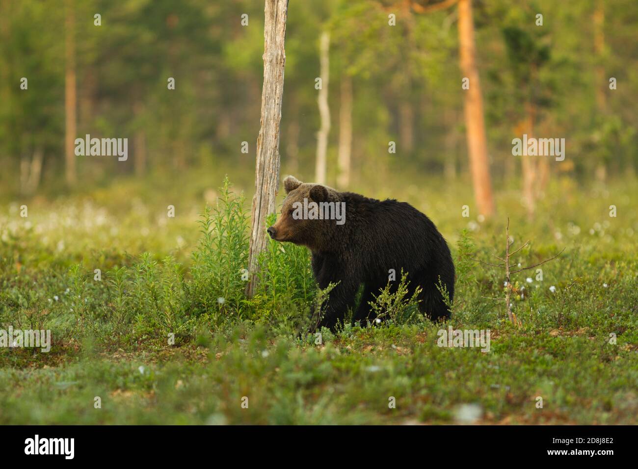 Wilder Europäischer Braunbär (Ursus arctos) Viiksimo Finnland. 25.06.2013. Stockfoto