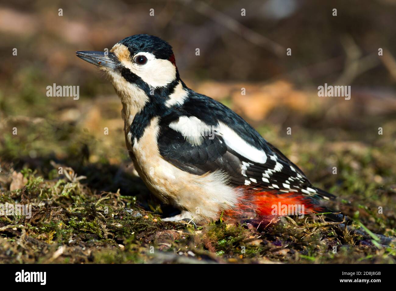 Wilder Buntspecht (Dendrocopos major) füttert am Boden. Hemsted Forest Kent. 22.02.2014. Stockfoto