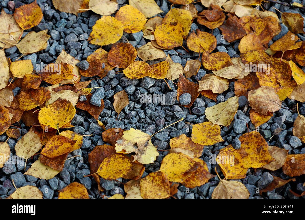 Gelbe und braune Blätter auf grauen, kleinen Kieselsteinen. Textur, Nahaufnahme Stockfoto