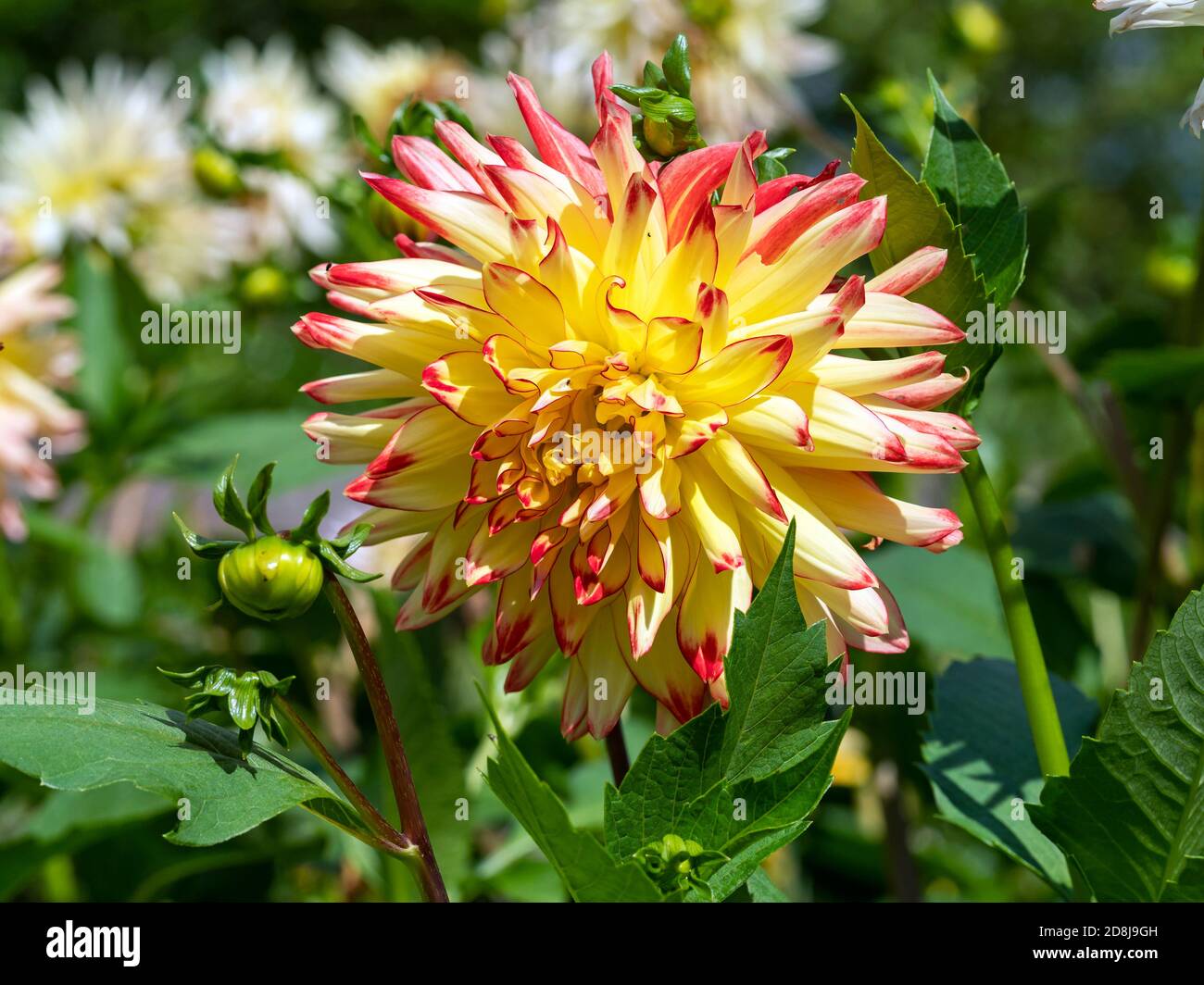 Nahaufnahme einer schönen Dahlia Blume mit gelb und rosa Blütenblätter in einem Garten Stockfoto