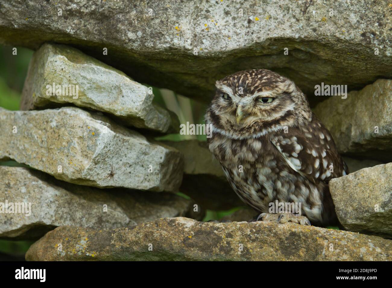 Kleine Eule (Athene Noctua) sitzt in der Wand. British Wildlife Centre Surrey. 22.04.2014. Stockfoto