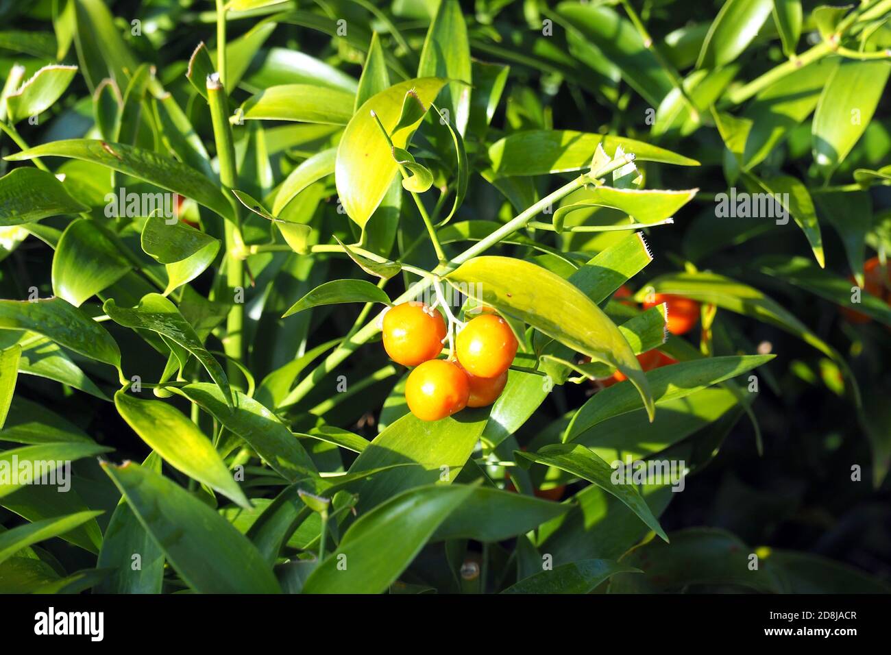 Alexandrinischer Lorbeer, Dichterlauer, Traubendorn, Alexandrinischer Lorbeer, Danae racemosa, perzsa csodabogyó Stockfoto