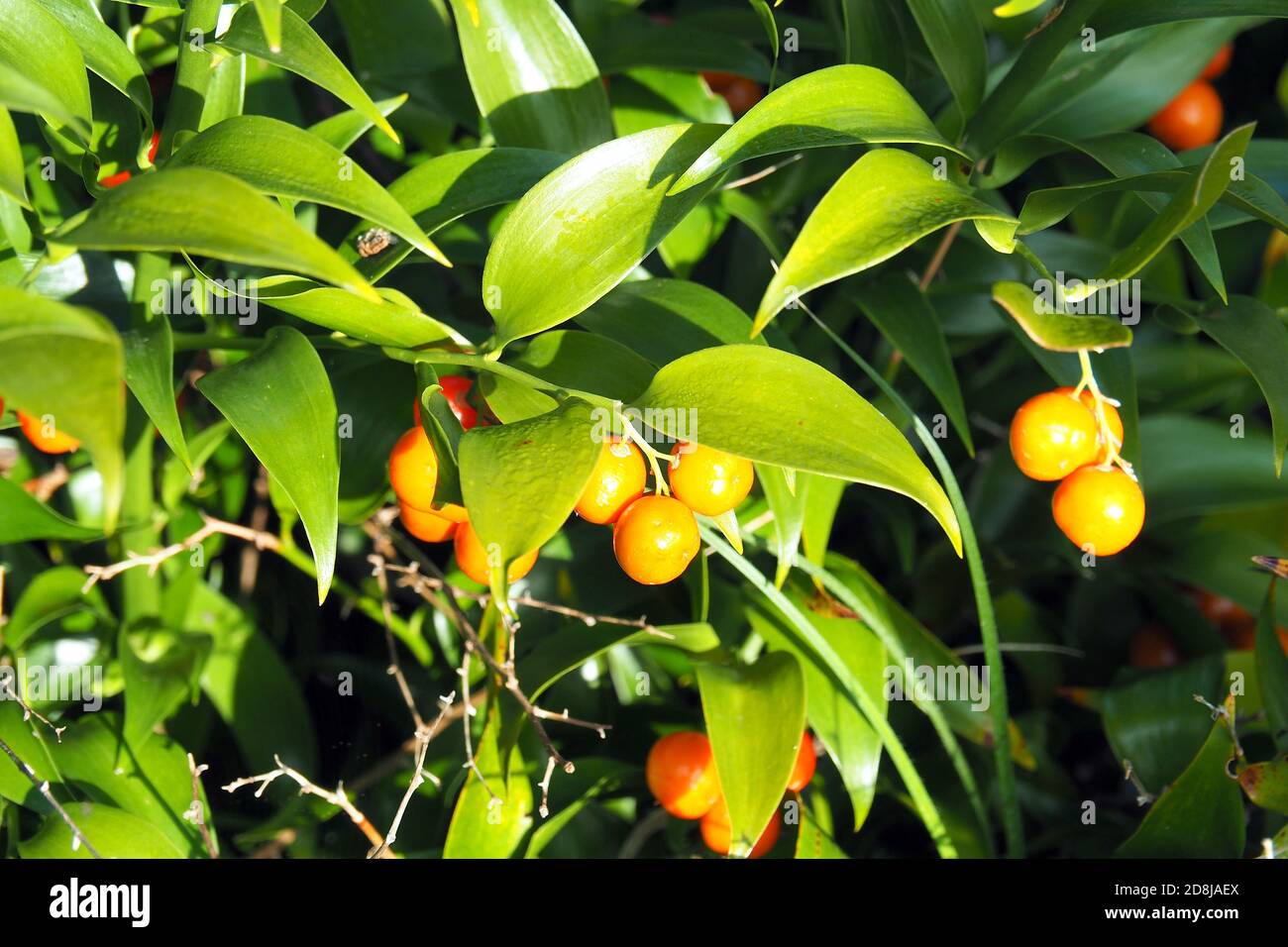 Alexandrinischer Lorbeer, Dichterlauer, Traubendorn, Alexandrinischer Lorbeer, Danae racemosa, perzsa csodabogyó Stockfoto