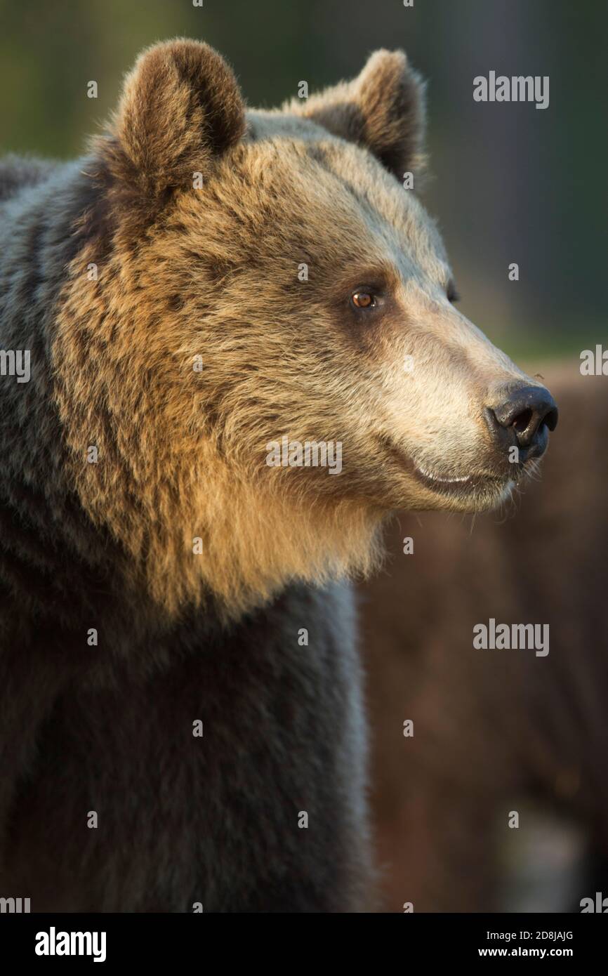 Erwachsener Wildbrauner Bär Ursus Arctos Profil von wildem Erwachsenen im Wald stehend. Martinselkosen Finnland.24.05.2014 Stockfoto