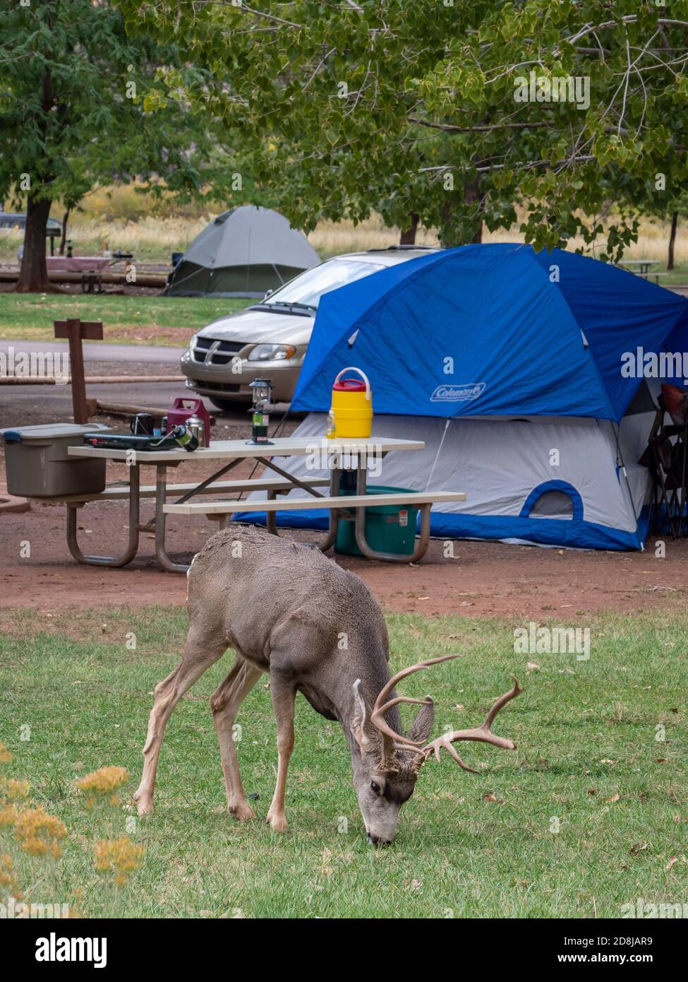 Deer im Fruita Campground, Capitol Reef National Park, Utah. Stockfoto
