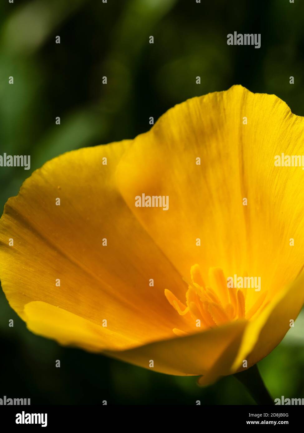 Mexikanische Gold Poppy, Kalifornischer Mohn (Eschscholzia californica), Usery Mountain Regional Park, Mesa, Arizona. Stockfoto