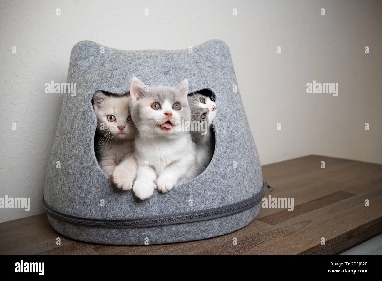 Lustiges Bild von drei verschiedenen farbigen britischen Kurzhaar-Kätzchen im Inneren Von Katze geformt PET Höhle Stockfoto