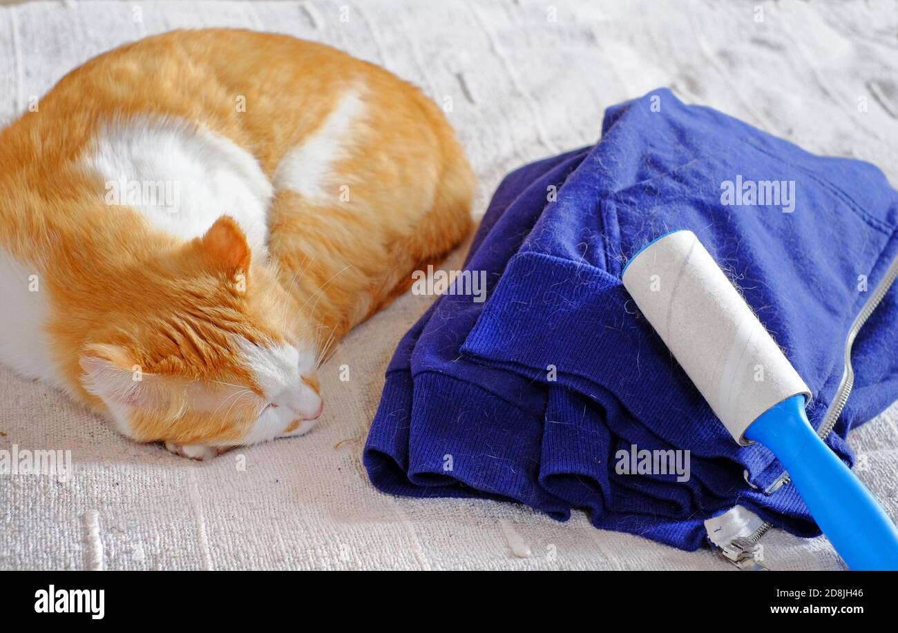 Katzenvergießen, Flusenentferner und blaue Kleidung voller Tierhaare Stockfoto