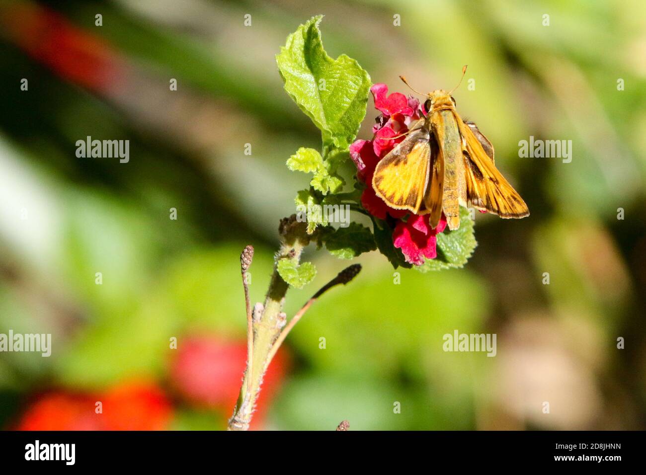 Fiery Skipper Butterfly auf Lantana Pflanze, Arizona Stockfoto