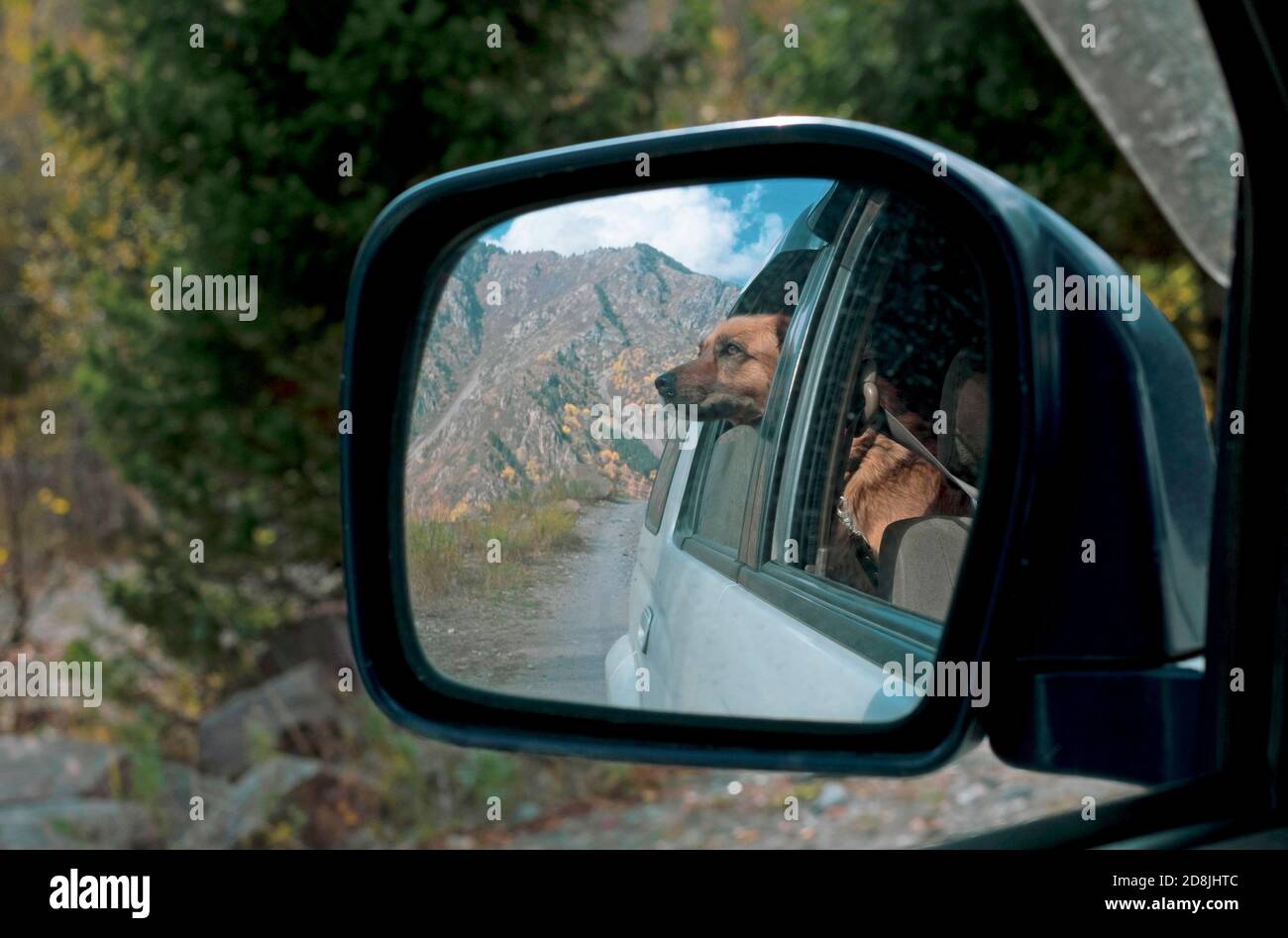 Hund im Rückspiegel. Reisen mit dem Auto mit Hund im Herbst. Stockfoto
