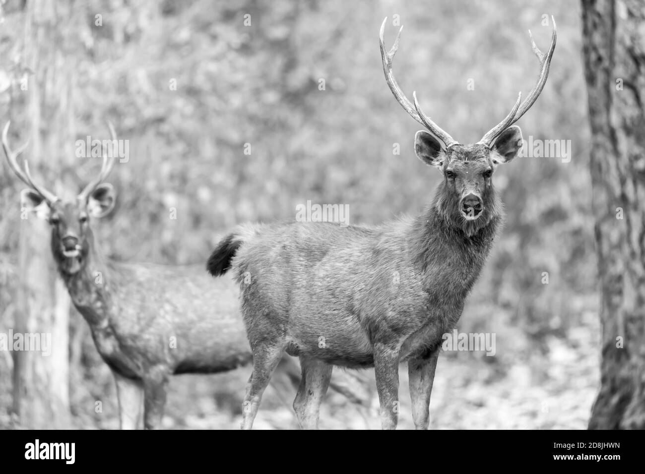 Sambar Hirsch (Rusa unicolor) in Indien Stockfoto
