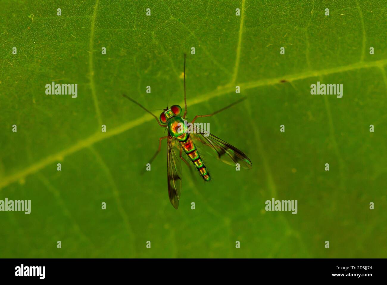 Nahaufnahme eines CondyloStylus caudatus fliegen auf einem grünen Bohnenblatt. Das Makrolinsenbild zeigt die Details des schlanken, behaarten Gehäuses mit lebhaftem Metallic-gree Stockfoto