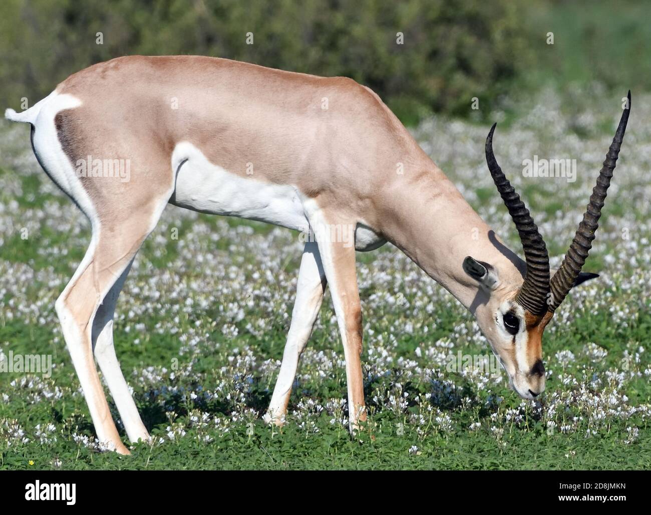 Eine Grants Gazelle (Nanger granti) grast in einem Fleck blühender Pflanzen. Sinya Wildlife Management Area, Tansania. Stockfoto