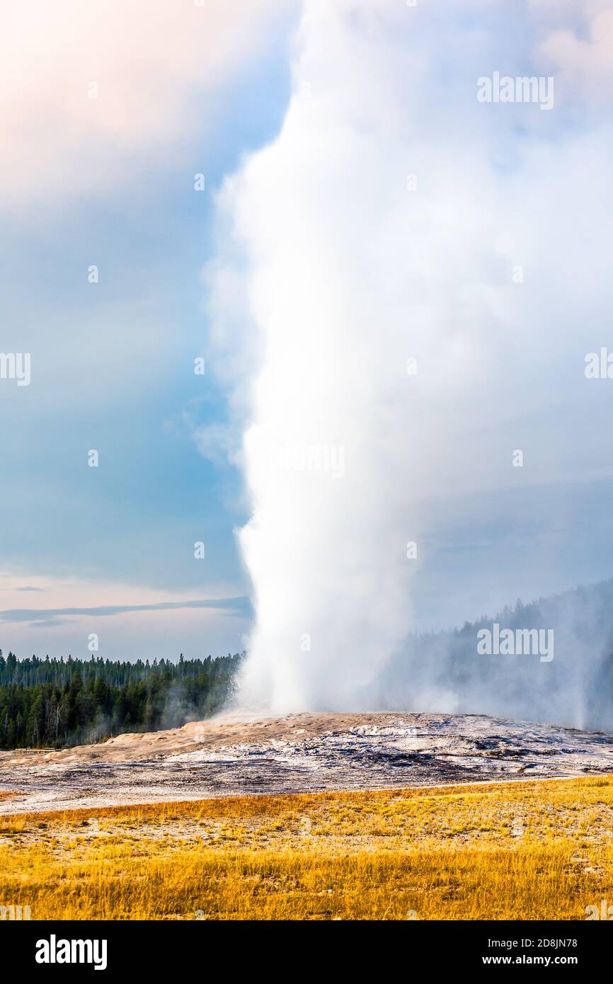 Alter treuer Geysir auf maximaler Eruptionshöhe. Stockfoto