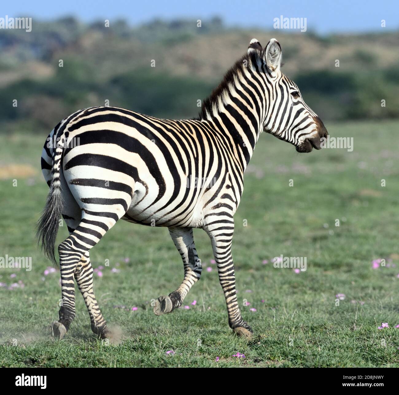 Eine Ebene Zebra (Equus quagga, ehemals Equus burchellii) auf dem trockenen Grasland des Sinya Wildlife Management Area. Sinya Wildlife Management Area, Stockfoto