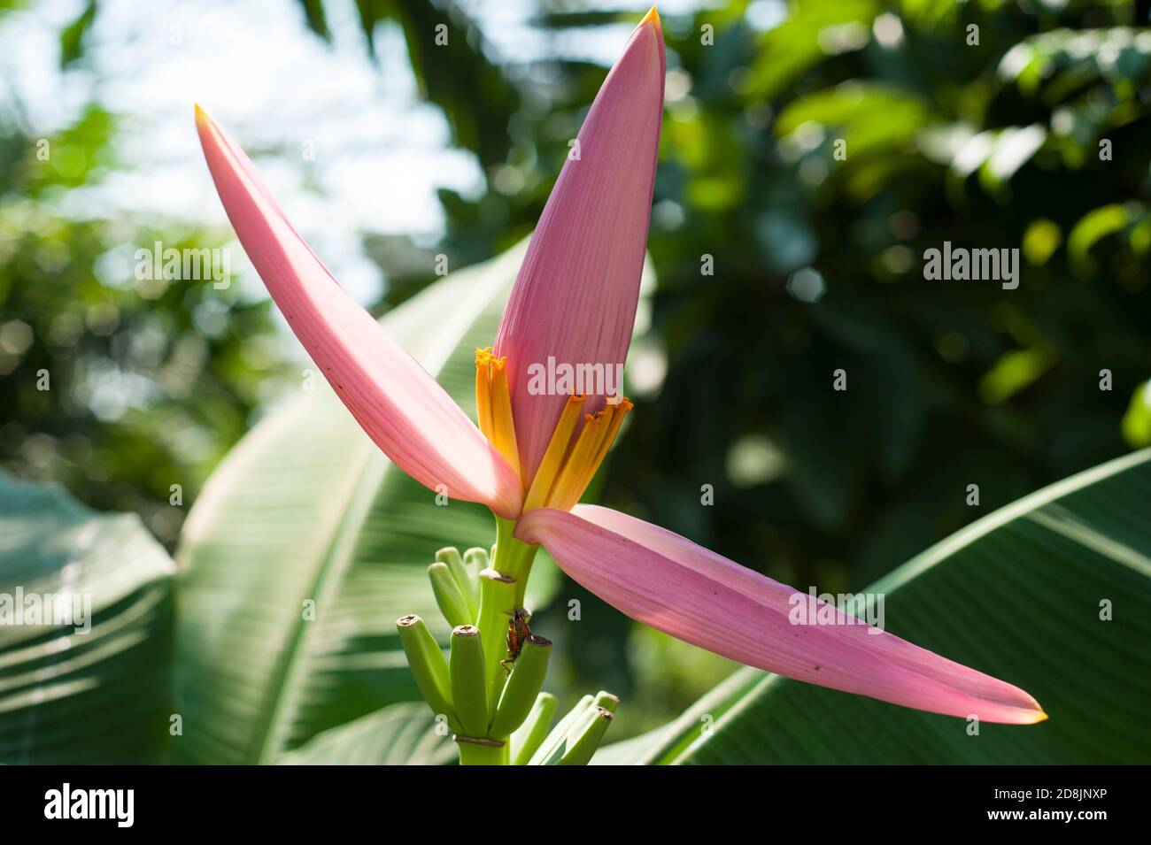 Schöne rosa Bananenblume, Thailand Stockfoto