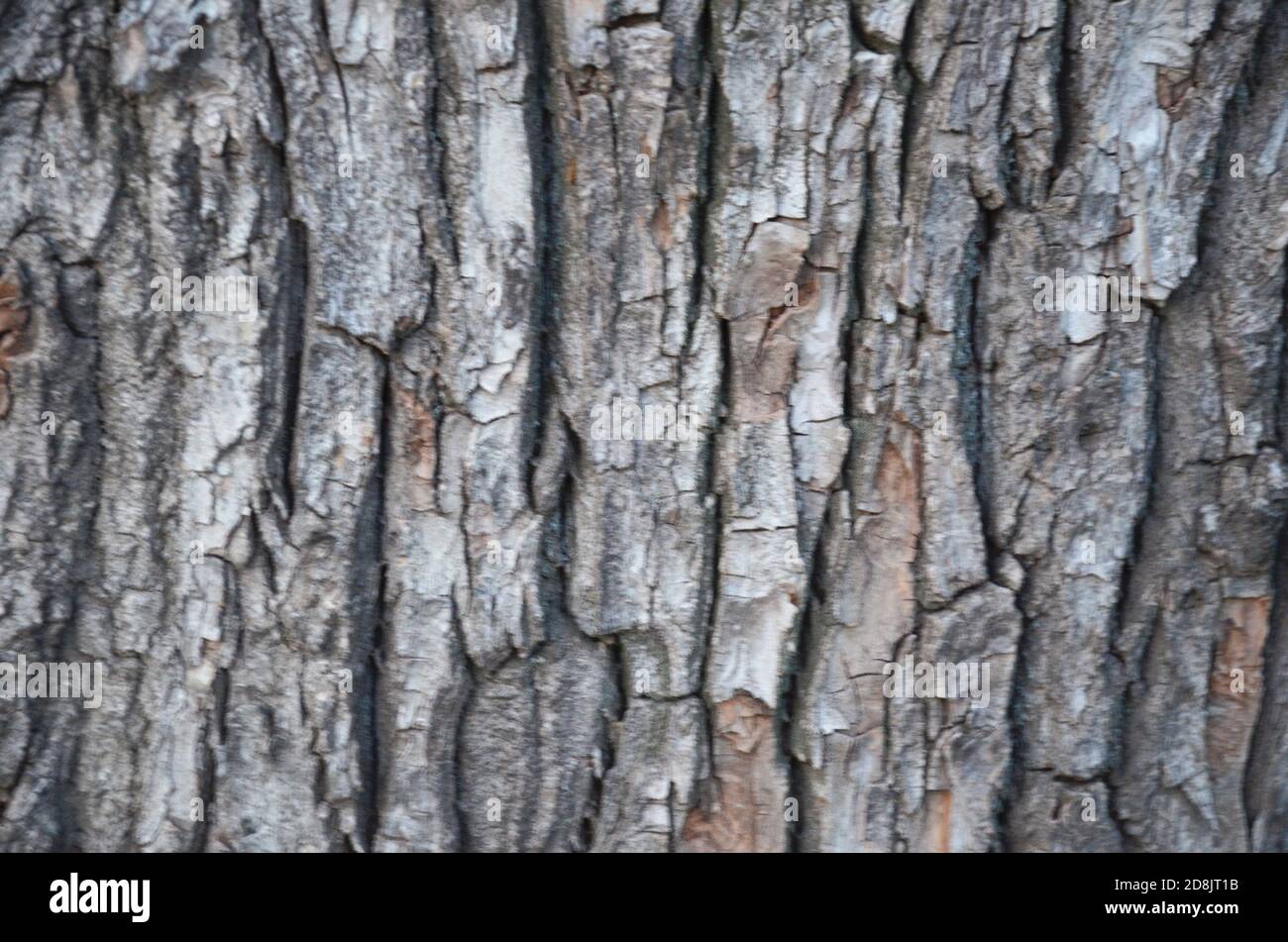 Alte hölzerne Hintergrund Bark of Elm. Nahtlos Kachelbare Textur. Stockfoto