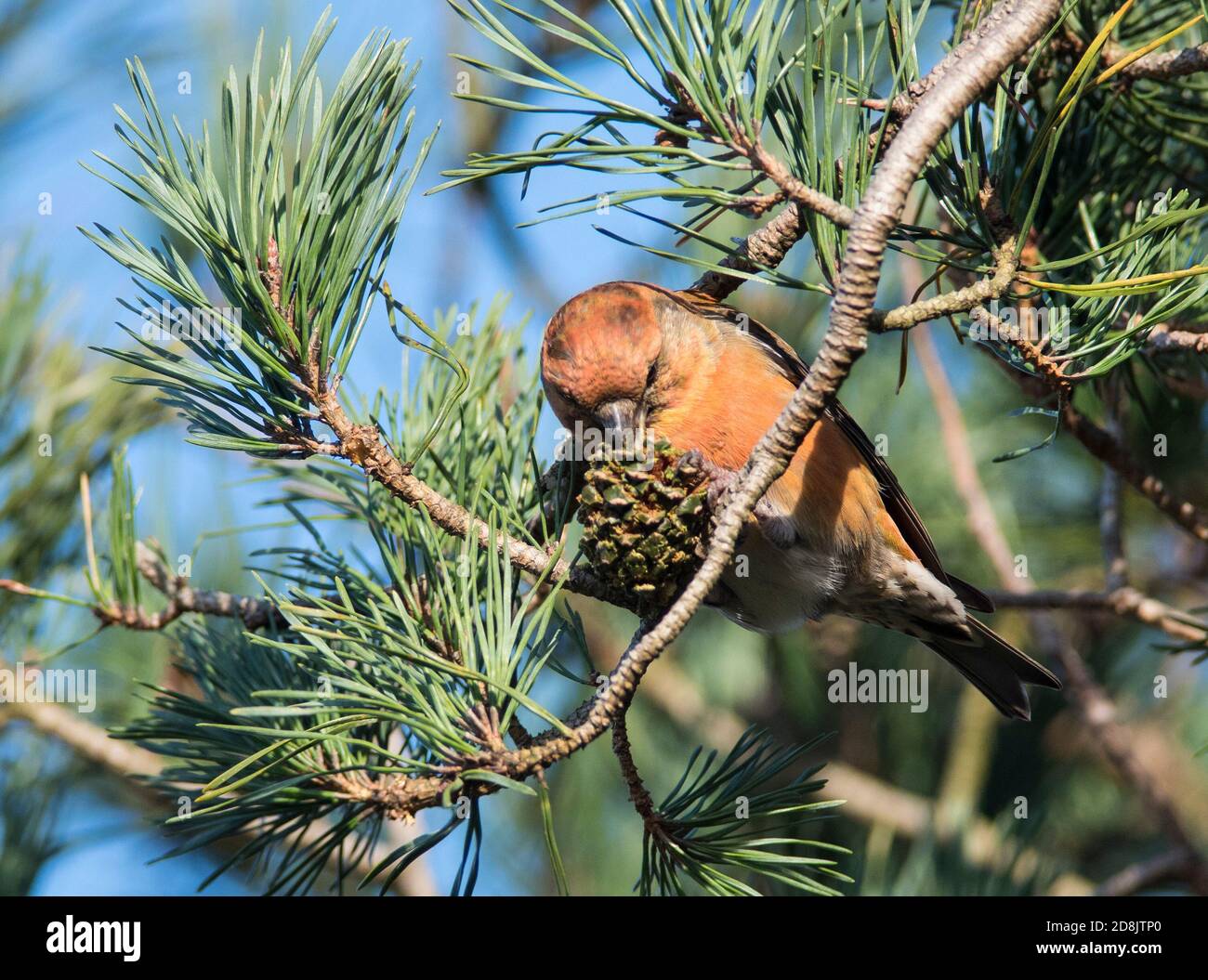 Kreuzschnabel (Loxia curvirostra) Fütterung auf Kiefernzapfen einer Schottenkiefer. Stockfoto