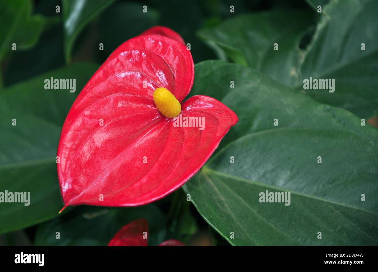 Schöne rote Anthurium Blume auch als gemalte Zunge bekannt, lat. Anthurium andraeanum Stockfoto
