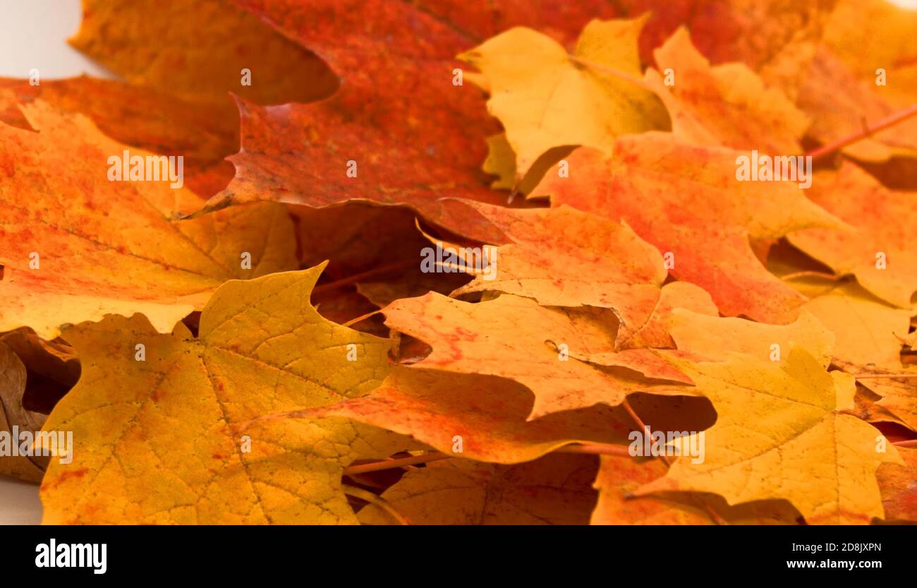 Blätter im Herbst Stockfoto