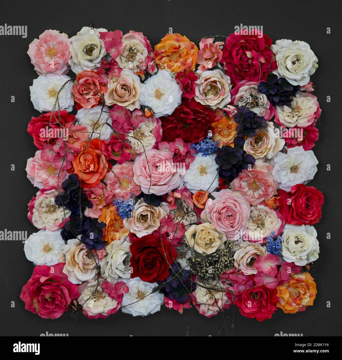 Quadrat von mehrfarbigen Rosen Stockfoto