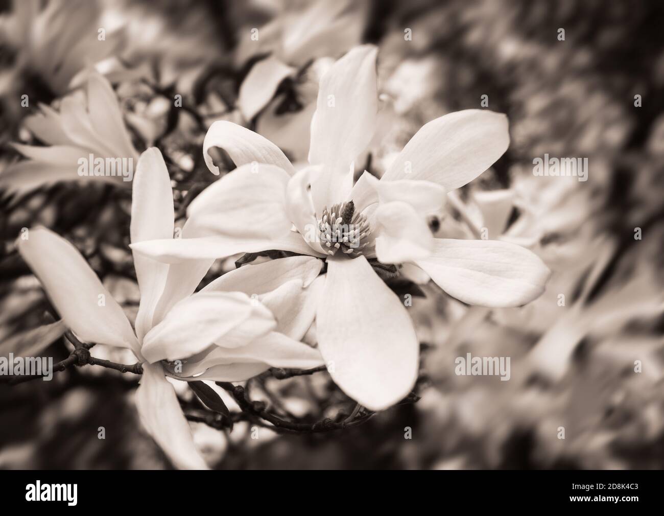 Magnolia kobus. Blühender Baum mit weißen Blüten. Sepia-Tonung Stockfoto