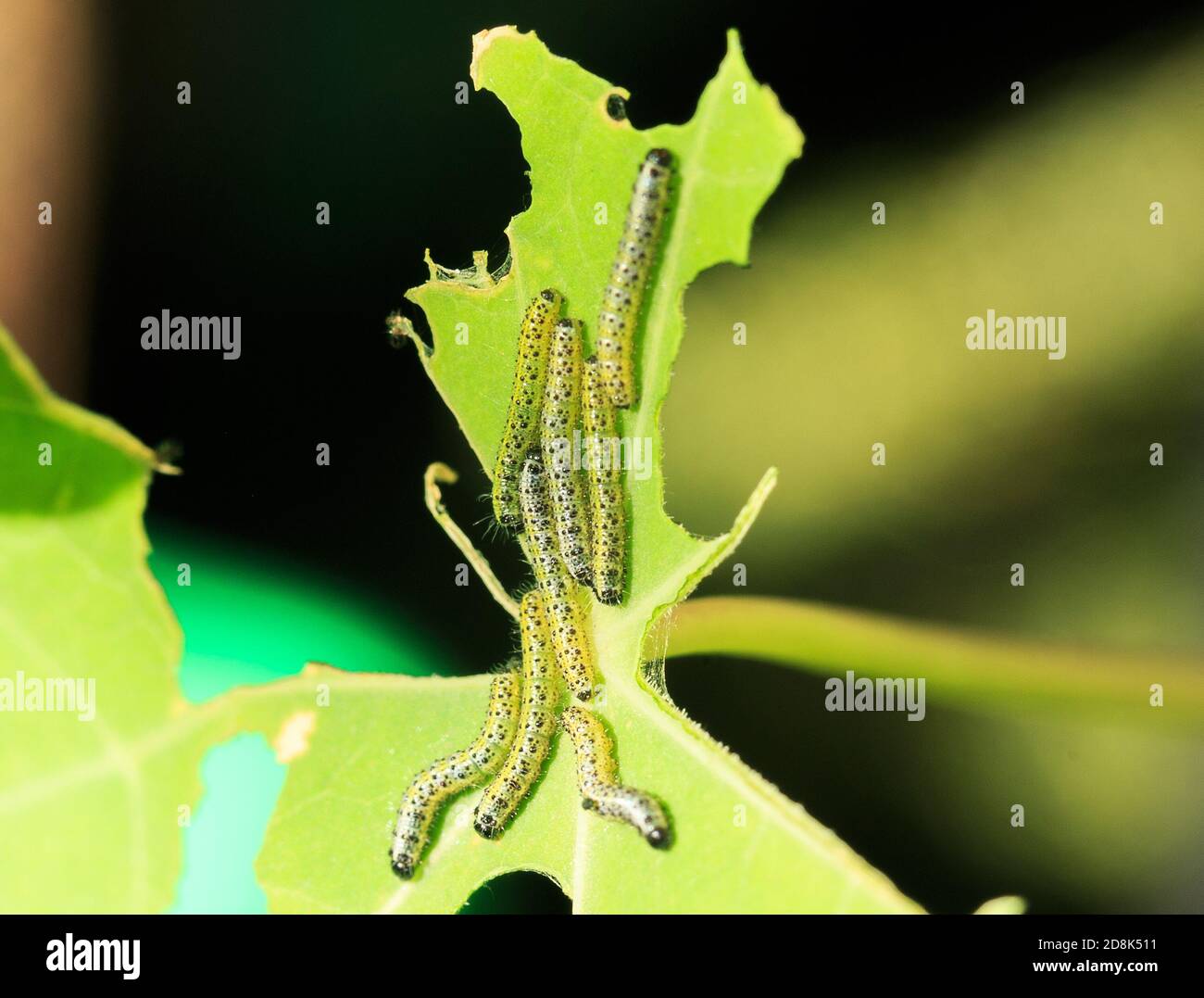 Nahaufnahme einer Gruppe von Weißkohl Schmetterling Raupen (Pieris rapae und Pieris brassicae) Alle gruppierten sich auf einem lebendigen grünen Blatt Stockfoto