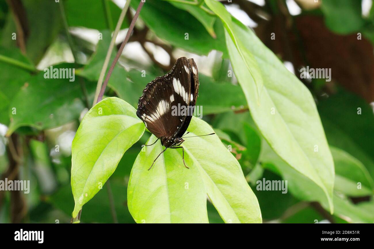 Ziemlich Schwarz und Braun Schmetterling ruht auf einem lebendigen Grün Blatt Stockfoto