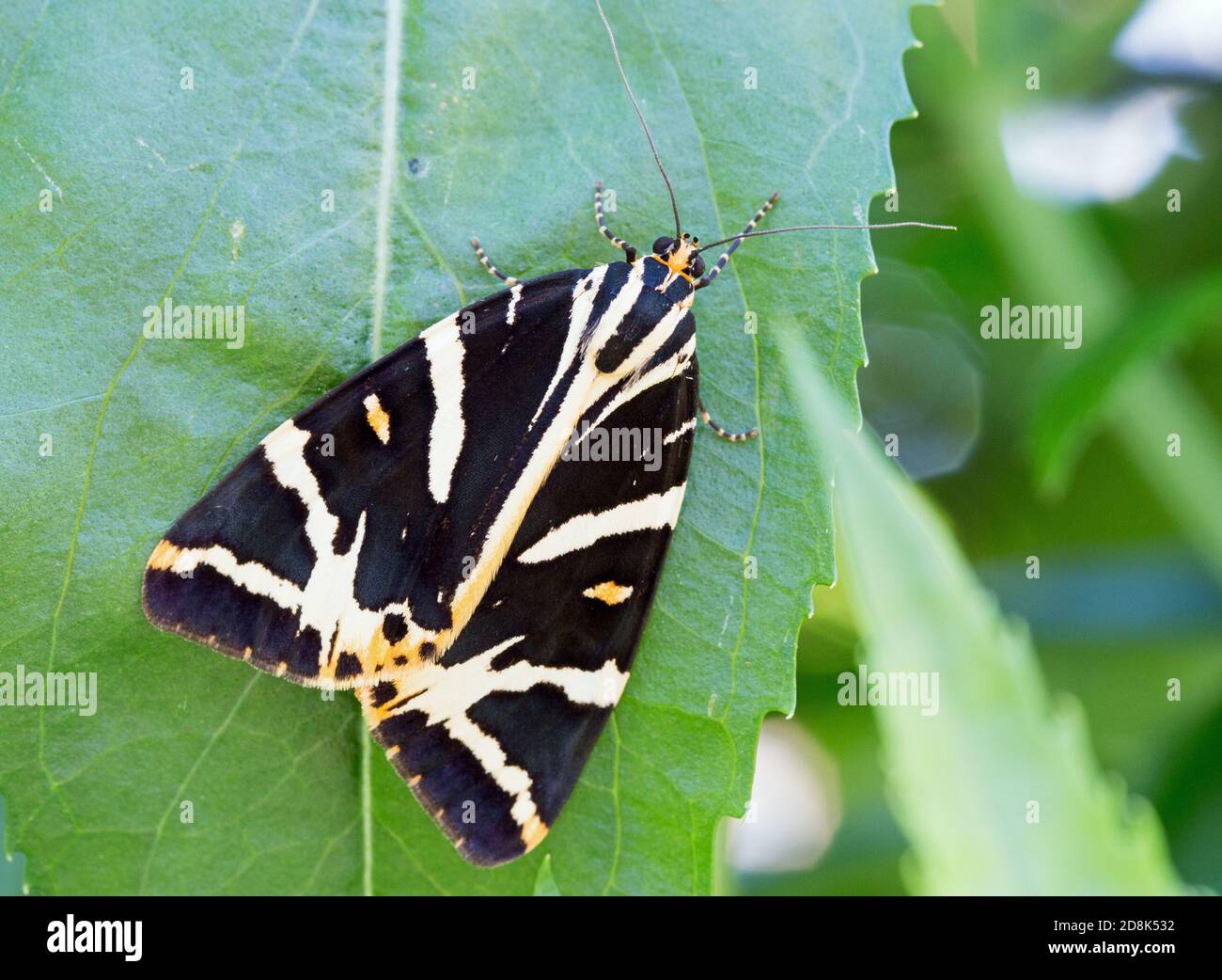 Jersey Tiger Moth (Euplagia quadripunctaria), die auf einem grünen Blatt ruht Stockfoto