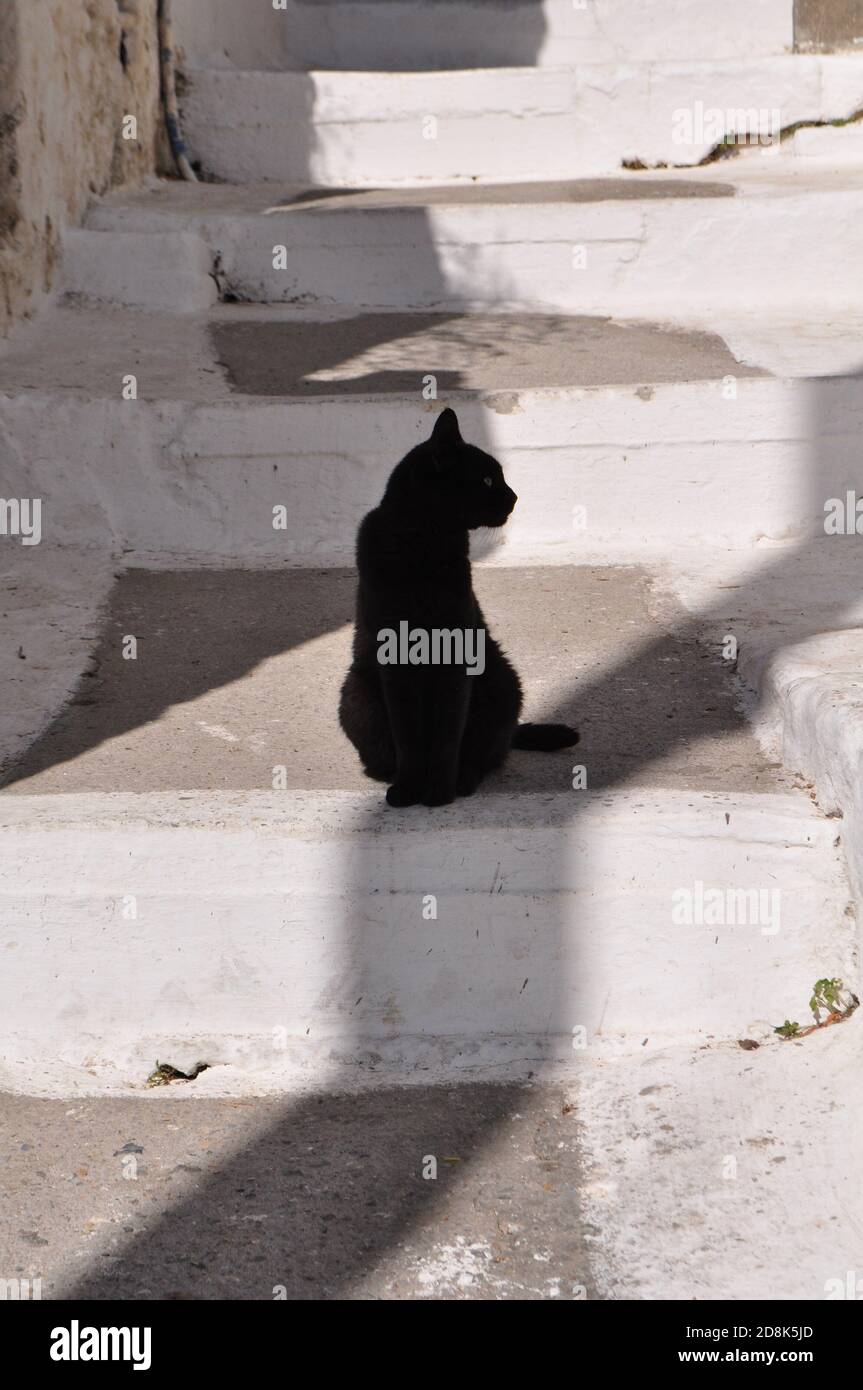 Schwarze Katze auf weißen Treppen sitzend, zur Seite zeigend Stockfoto