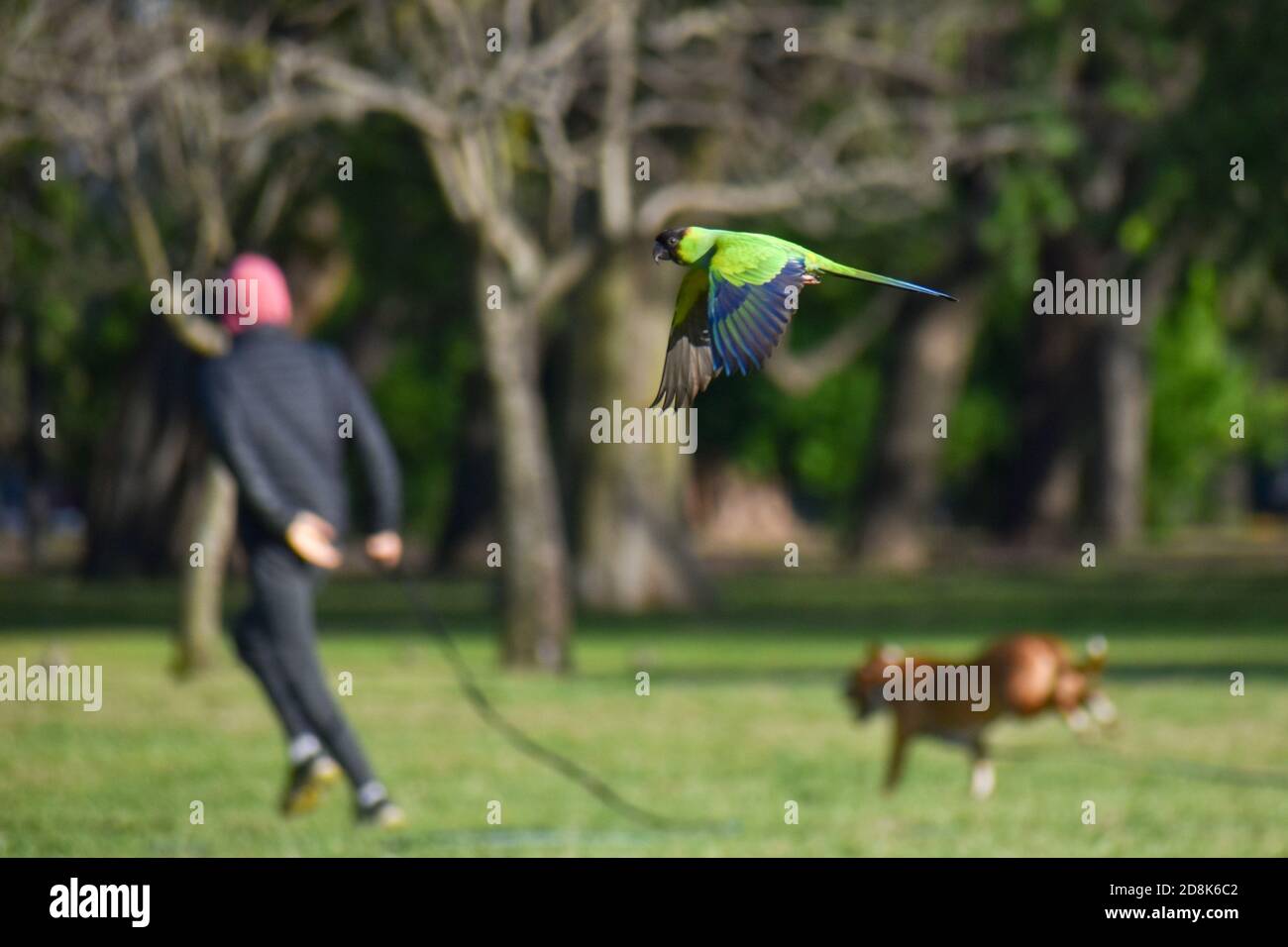 Schwarzhaubensittich, der in einem öffentlichen Park von Buenos Aires fliegt Mit einem Mann, der mit seinem Hund joggt Stockfoto