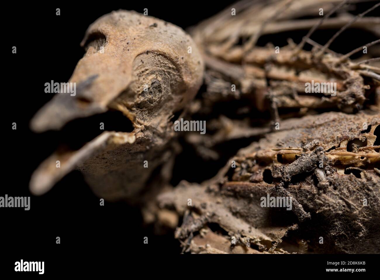 Mumie Vogel Skelett Nahaufnahme Tod und Verfall. In der Zeit erstarrt starb hilfloser Vogel in Einsamkeit. Stockfoto