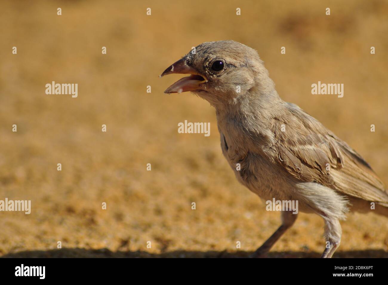 Nahaufnahme eines zwitschernden Vogels, der auf hellgelbem Sand steht Stockfoto