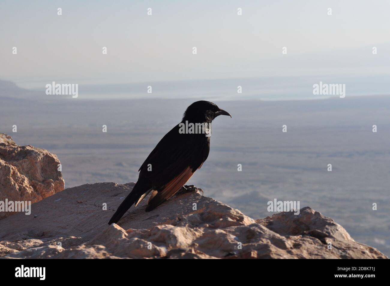 Totes Meer - Israel/Palästina - Vogel - Masada Stockfoto