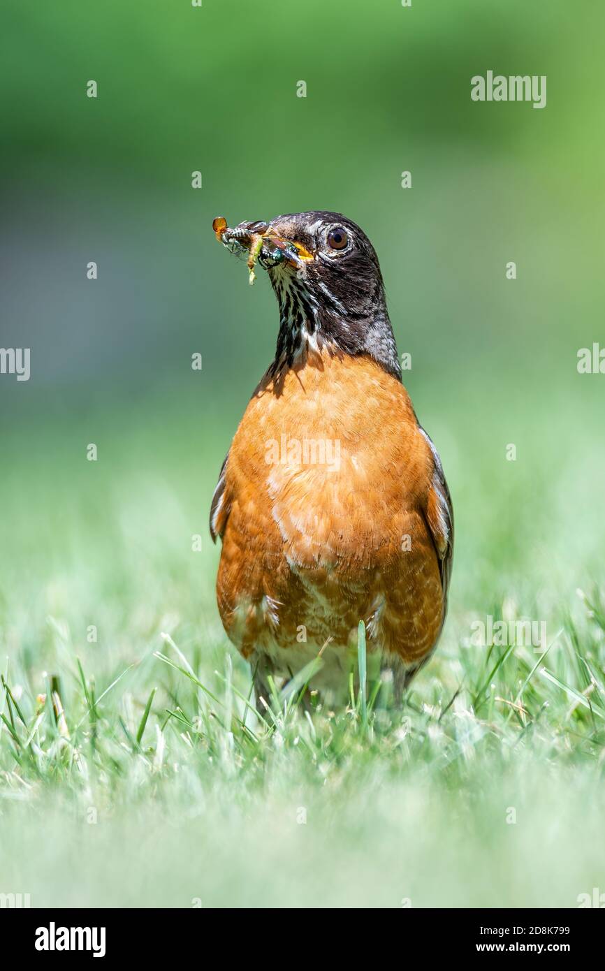 Amerikanischer Robin (Turdus migratorius), mit Insekten gefüllter Schnabel, Nordamerika, von Dominique Braud/Dembinsky Photo Assoc Stockfoto