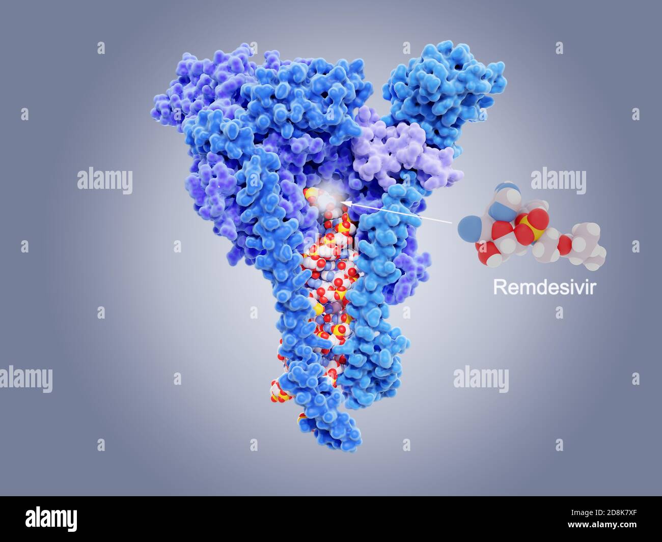 Molekulare Modelle des Nukleotid-Analogarzneimittels Remdesivir (rechts) und dessen Ziel die Enzym RNA-abhängige RNA (Ribonukleinsäure)-Polymerase (RdRp, Mitte) aus dem SARS-CoV-2-Coronavirus. Das Virus entstand im Dezember 2019 in Wuhan, China, und verursacht eine leichte Atemwegserkrankung (covid-19), dass Stockfoto