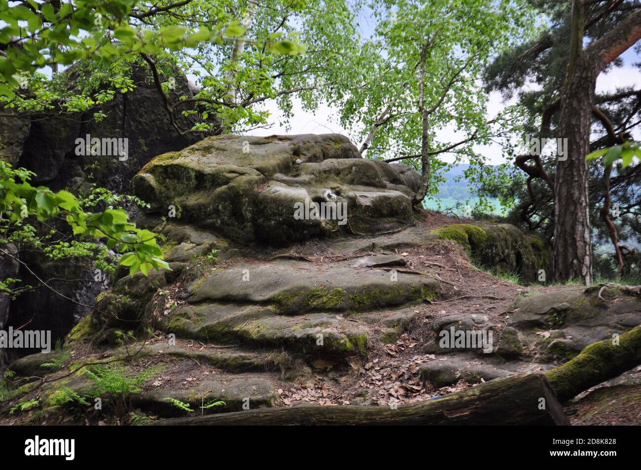 Saxson-Schweiz Gebiet in Deutschland im Herbst, an der Elbe, geheftet Steinleger, junglartige Waldfläche Stockfoto