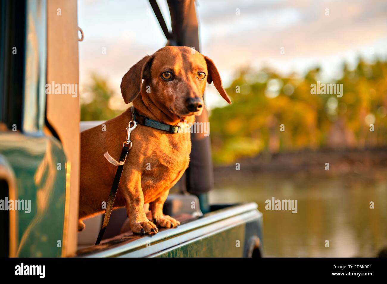 Ein Portrait Hund Rasse Dackel, Gerben gegen die untergehende Sonne am Strand im Sommer Stockfoto