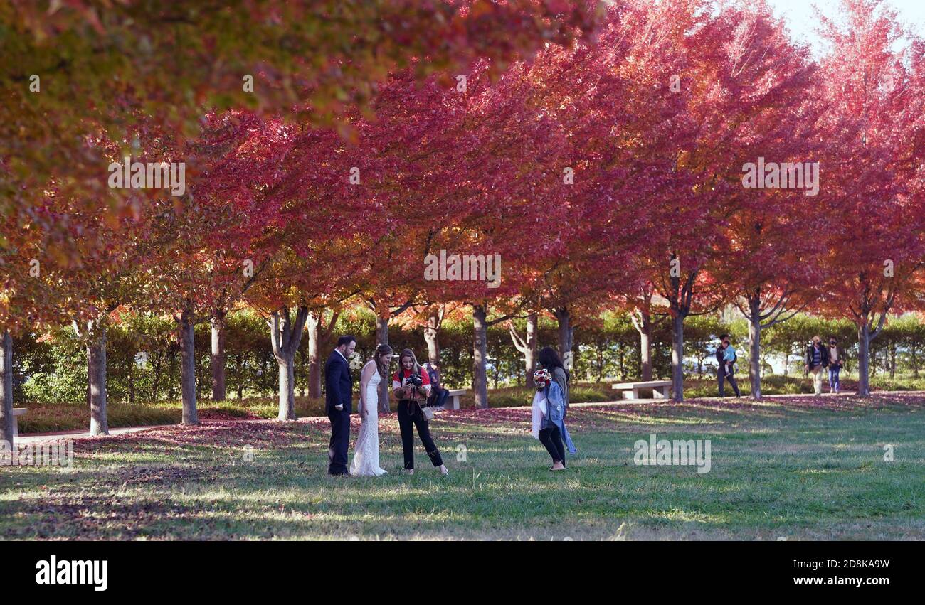 St. Louis, Usa. Oktober 2020. Ein Hochzeitspaar überprüft ihre Fotos an einem 55-Grad-Tag in St. Louis am Freitag, den 30. Oktober 2020, unter den hellen Bäumen auf dem Art Hill im Forest Park. Die Temperaturen waren in den 40er Jahren die ganze Woche mit Regen. Foto von Bill Greenblatt/UPI Kredit: UPI/Alamy Live News Stockfoto