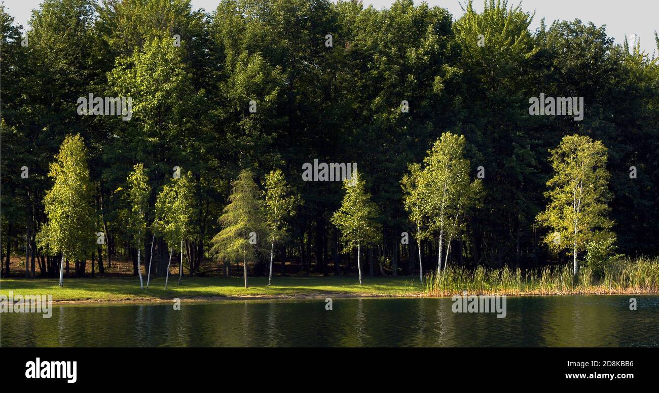 Mehrere weiße Birken am Rande eines Sees In kleinen Michigan Binnensee Stockfoto
