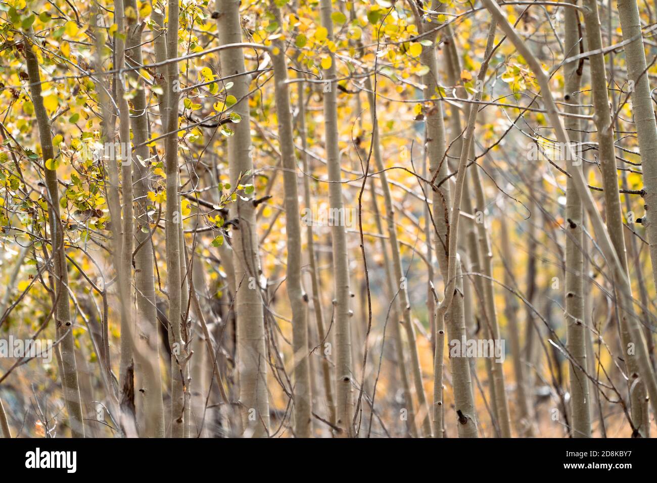 Hain von Espenbäumen, im frühen Herbst in Colorado Stockfoto
