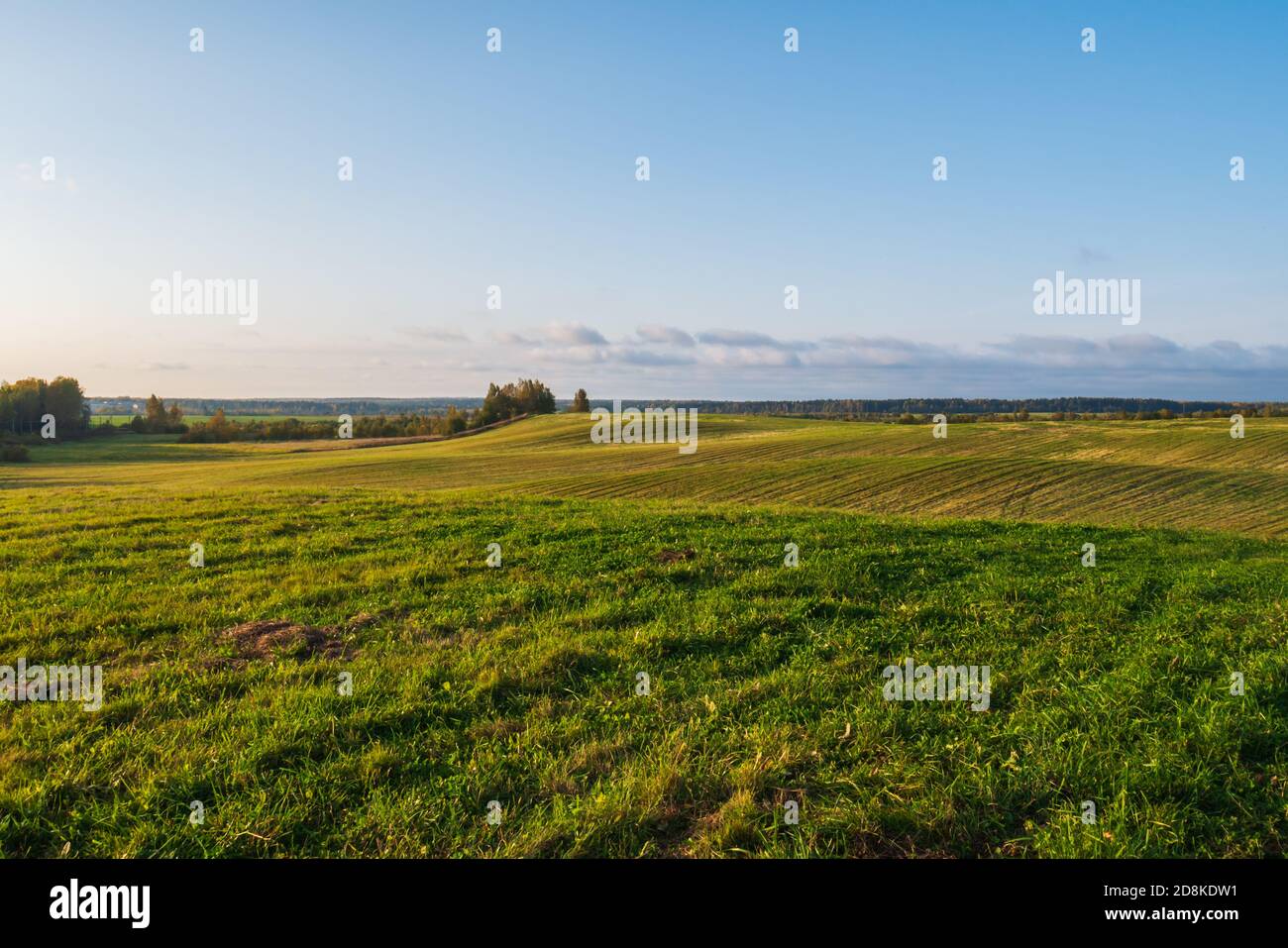 Ein riesiges grünes Feld mit Gras und Weizen. Stockfoto