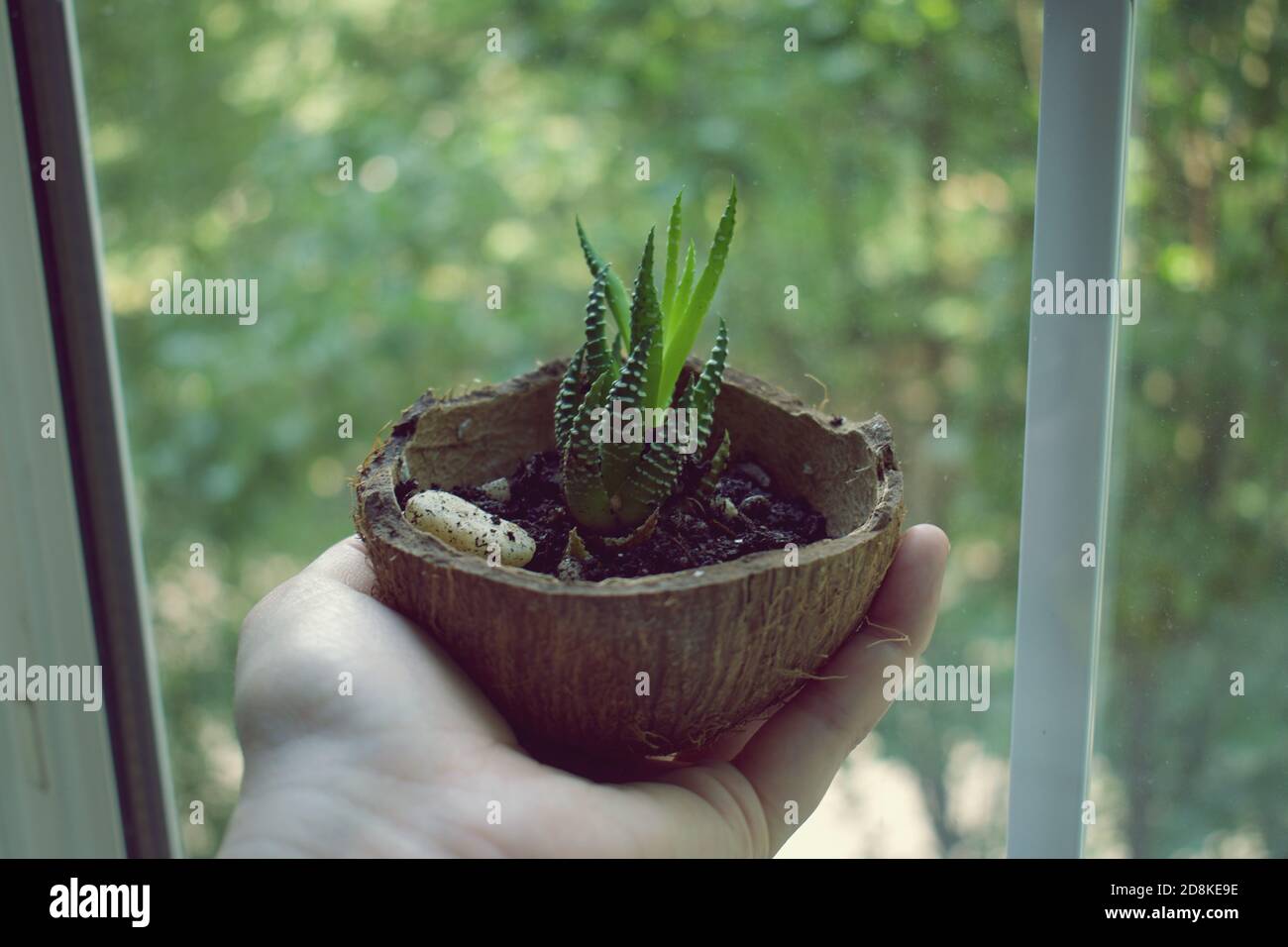 Hand hält eine Kokosnussschale mit einer grün-weiß gestreiften Sukulente. Stockfoto