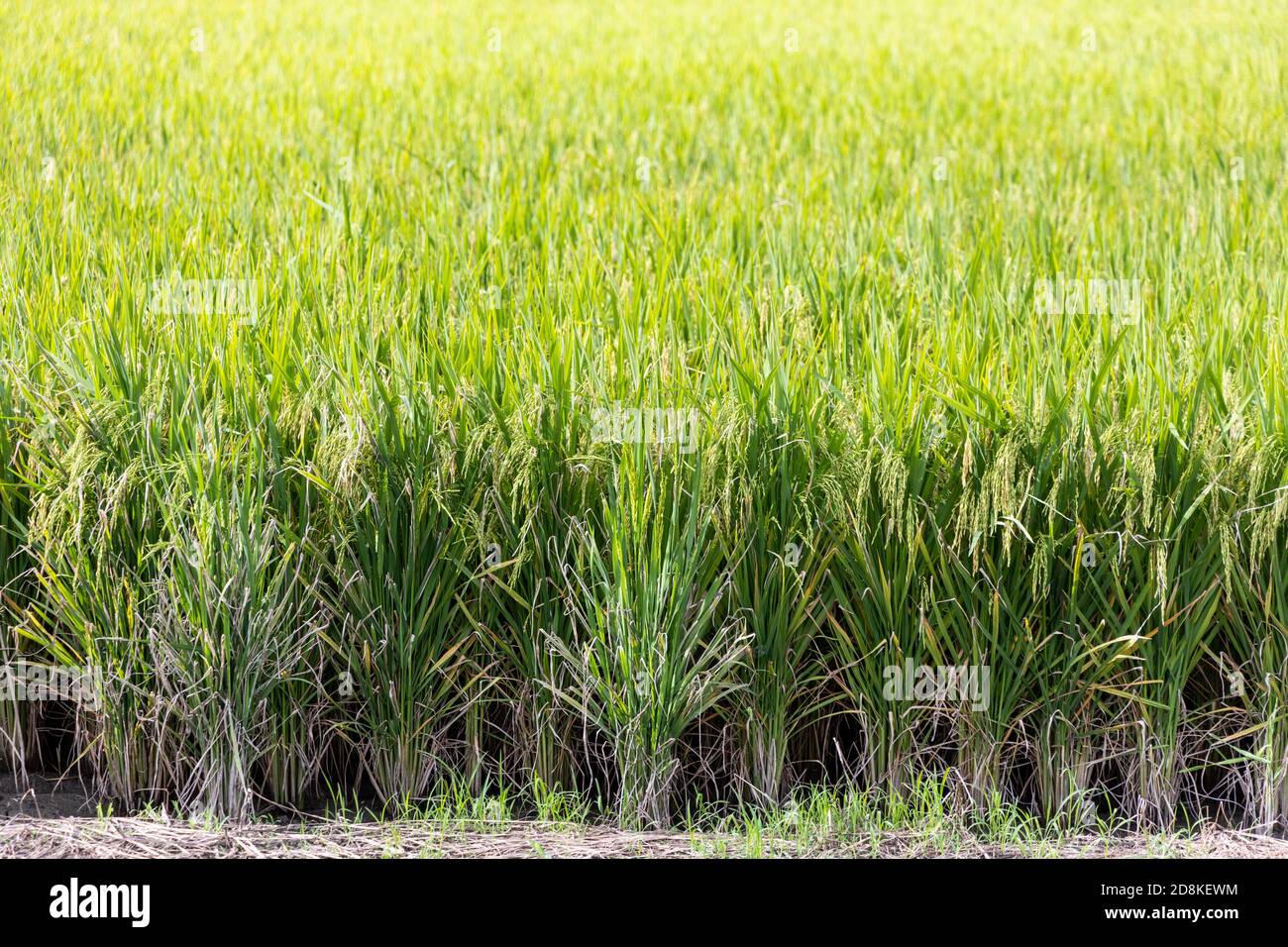 Nahaufnahme eines reifen Reisfeld in Sekinchan, Selangor Stockfoto