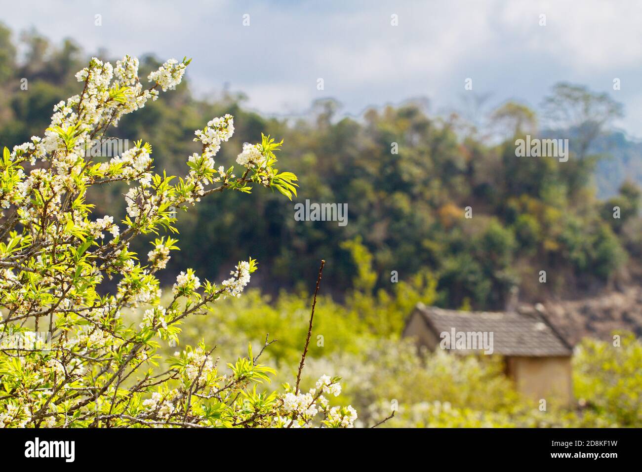 Pflaumenplantage im Frühling. Ort: Moc Chau Plateau, Vietnam Stockfoto