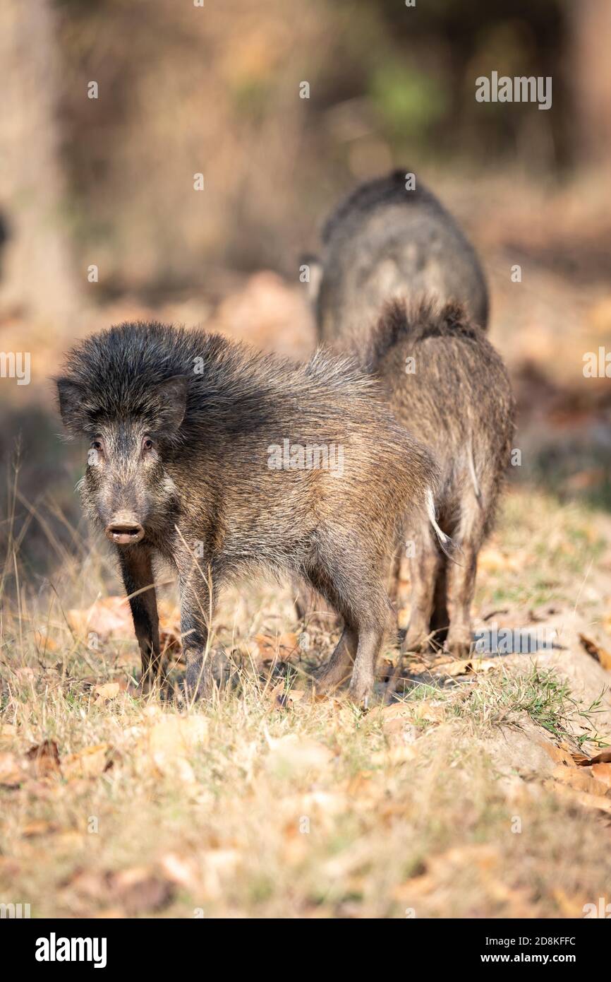 Wildschwein (Sus scrofa) im indischen Wald Stockfoto