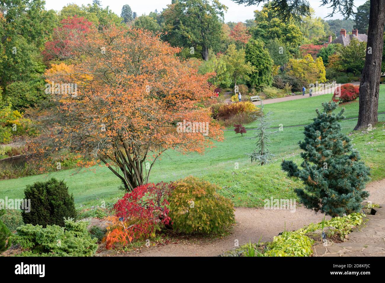 Herbstlaub im RHS Wisley Gardens, Surrey, England Stockfoto