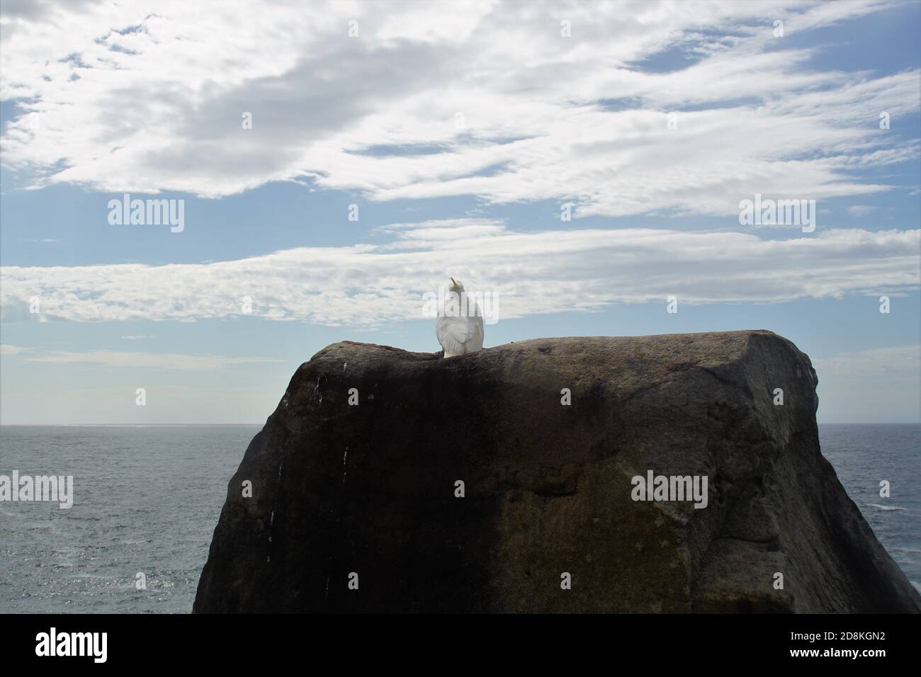 Kakadu auf einem Felsen mit Blick auf das Meer Stockfoto