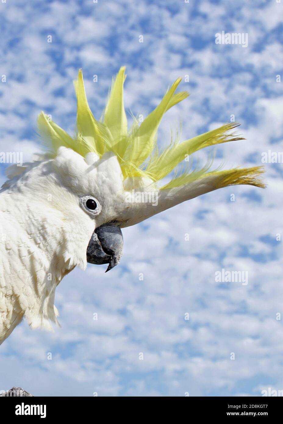 Nahaufnahme eines Schwefel-Crested Cockatoo mit seinem Kopf im Wolken Stockfoto