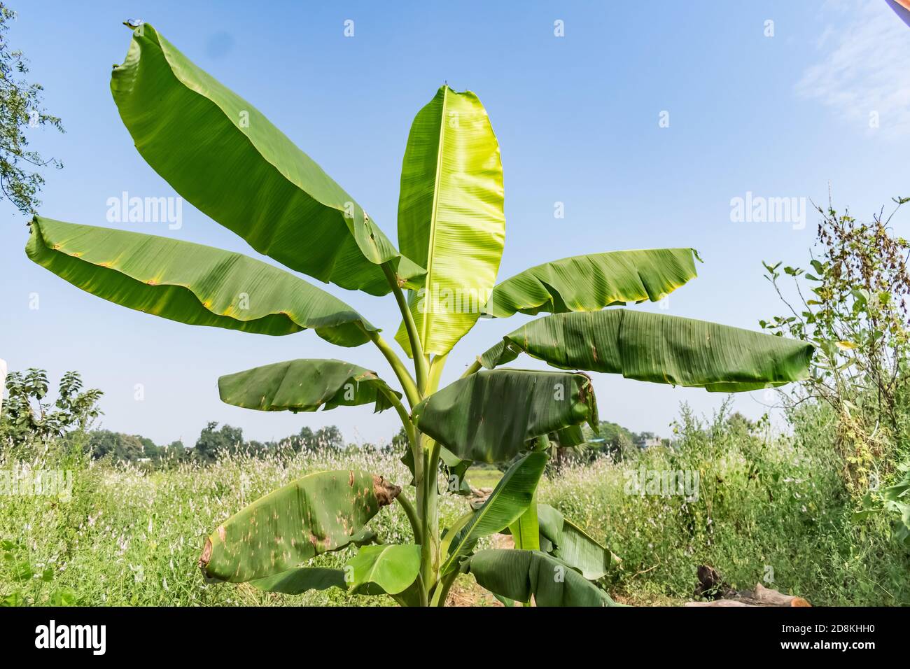 Einzelne Bananenbaum Nahansicht mit grünen Blatt sieht genial mit awesome Himmel Hintergrund. Stockfoto